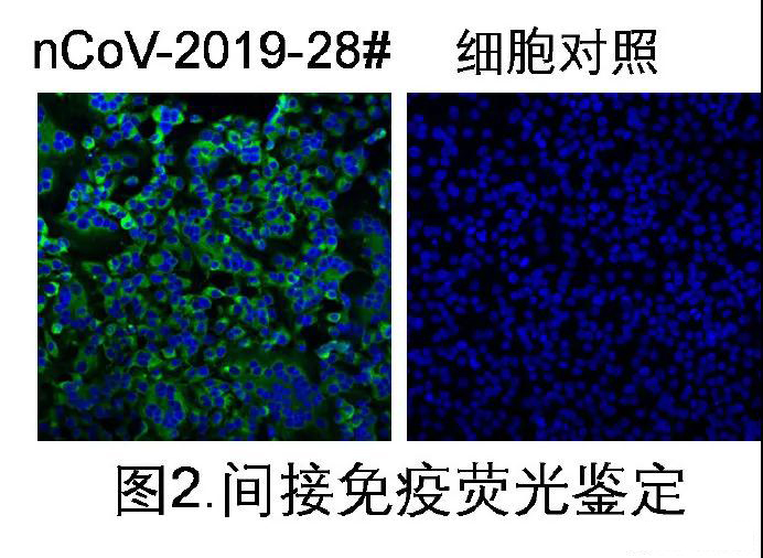 細(xì)胞對照