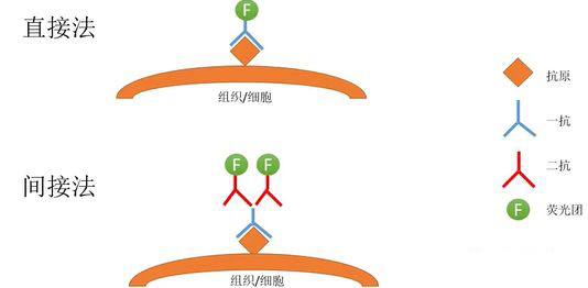 間接免疫熒光